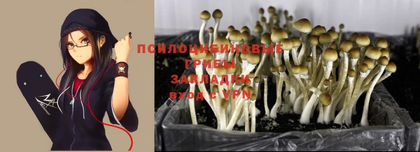 PSILOCYBIN Богородск